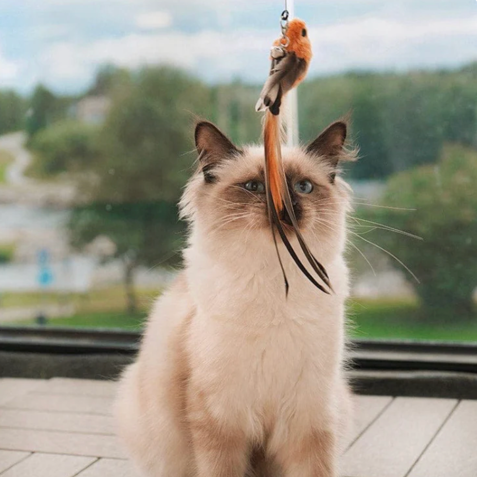 Bird simulation toy